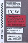 Etikett zu Ganoxanthus virgatus (Candèze, 1892)